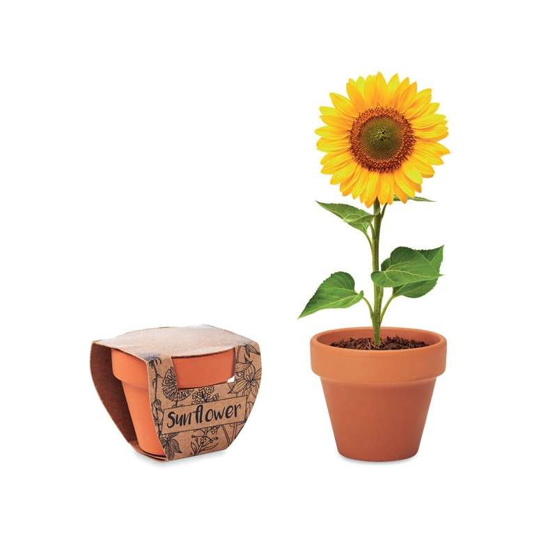 SUNFLOWER - Sunflower seed pot - Seed to be planted at wholesale prices
