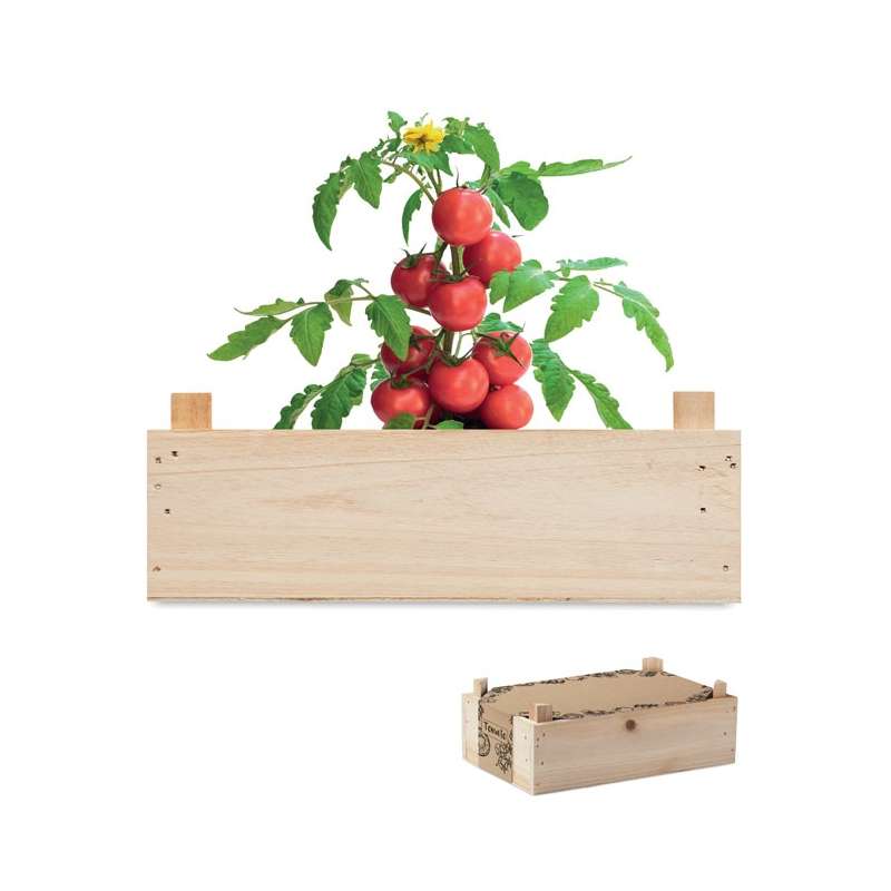TOMATO Tomato seeds in box - Seed to be planted at wholesale prices
