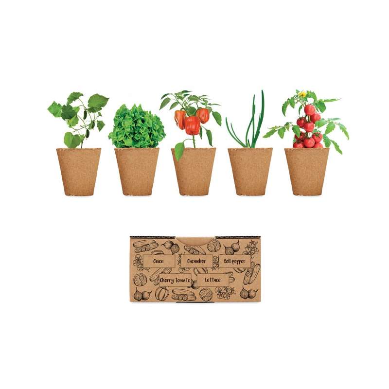 SALAD Salad growing kit - Seed to be planted at wholesale prices