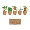 SALAD Salad growing kit - Seed to be planted at wholesale prices