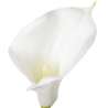 Tige d'arum H75cm - fleur artificielle à prix grossiste Tige d'arum H75cm - fleur artificielle à prix grossiste