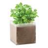 Substrat avec graines Basilic. - Graine à planter à prix de gros Substrat avec graines Basilic. - Graine à planter à prix de gros