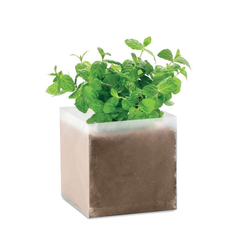 Substrat avec graines Menthe - Graine à planter à prix grossiste