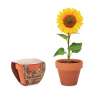 Klein terracotta pot met zonnebloemzaadjes - Plantzaad tegen groothandelsprijzen