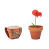 Maceta pequeña con semillas de coquelicot - Semilla para plantar a precios de mayorista
