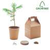 Set mit 30 cm hohen Kiefernsamen - Pflanzsamen zu Großhandelspreisen Set mit 30 cm hohen Kiefernsamen - Pflanzsamen zu Großhandelspreisen