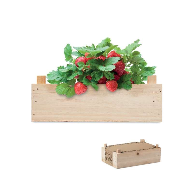 Graines de fraises dans une caissette - Graine à planter à prix grossiste