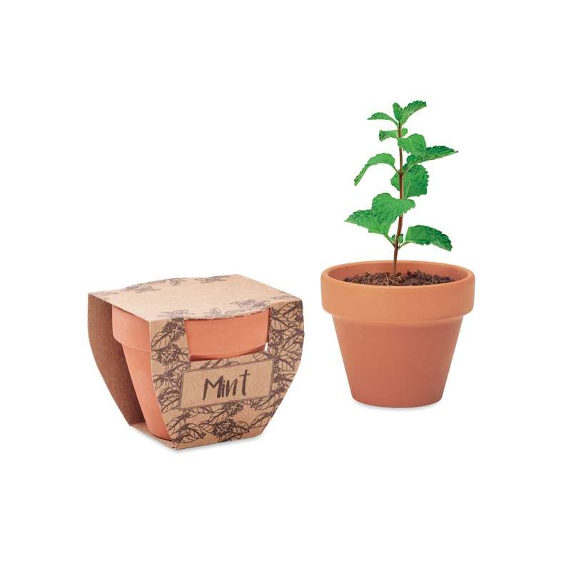 Pot avec graines de menthe à prix de gros - Mini pot de fleurs à prix grossiste