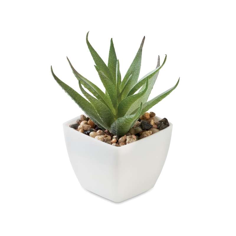 Bottiglia di Aloe del Capo in polipropilene verde - Semi da piantare a prezzi all'ingrosso