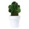 Witte Terracotta Cactus Pot met Substraat - Plantzaad tegen groothandelsprijzen