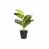 Decorative plant DKD Home Decor Black Green PVC PP (25 x 25 x 30 cm) - Article for the home at wholesale prices