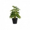 Decorative plant DKD Home Decor Black Green PVC PP (20 x 20 x 30 cm) - Article for the home at wholesale prices