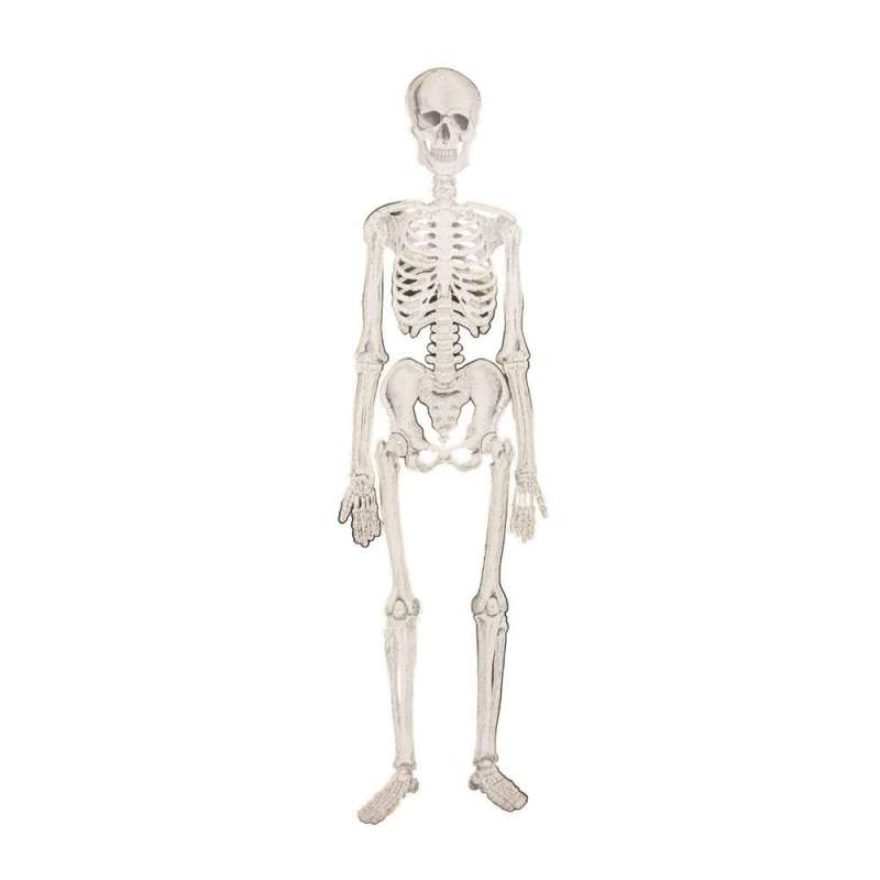 SQUELETTE ARTICULÉ CABINET DE CURIOSITES - squelette à prix de gros