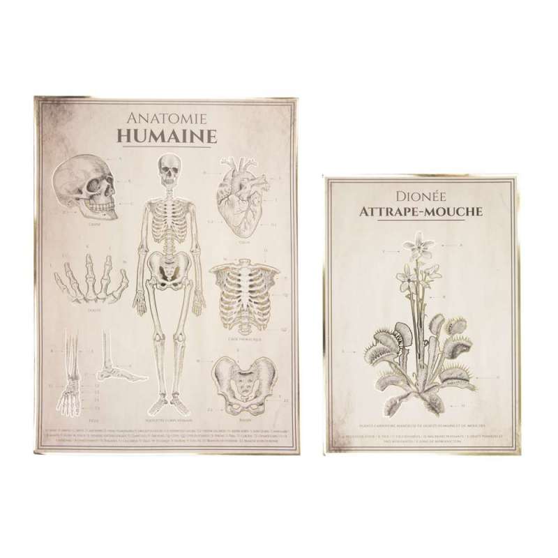 Vintage Anatomiske Plakater 30x40cm & 21x30cm - Halloween dekoration til engrospris