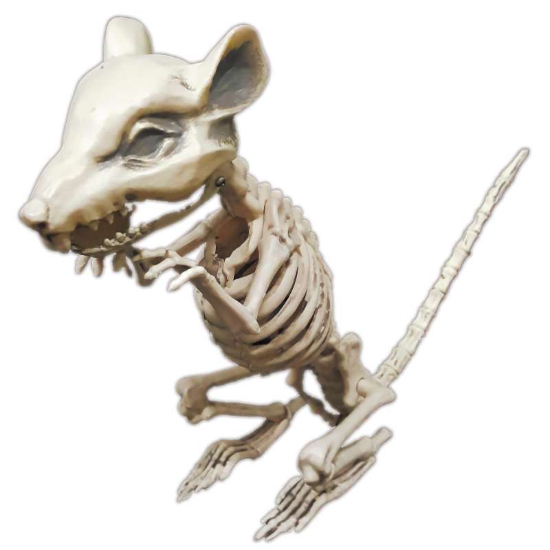 SQUELETTE DE RAT - squelette à prix grossiste