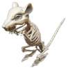 RAT SKELETON - skeleton at wholesale prices