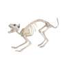 Zwarte kunststof katten-skelet 60x12x25 cm - squelette tegen groothandelsprijzen