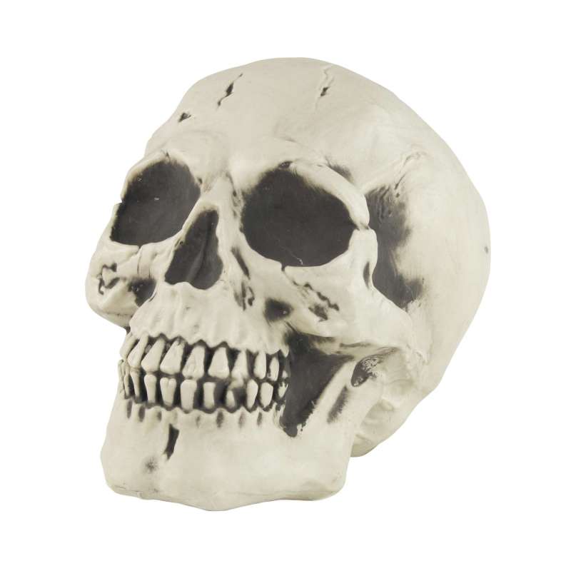LIFE-SIZE SKELETON HEAD - skeleton at wholesale prices