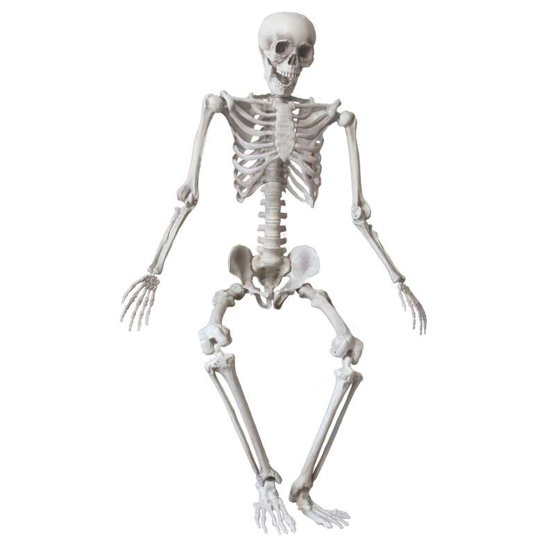 HUMAN-SIZED SKELETON 160CM - skeleton at wholesale prices