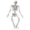 HUMAN-SIZED SKELETON 160CM - skeleton at wholesale prices