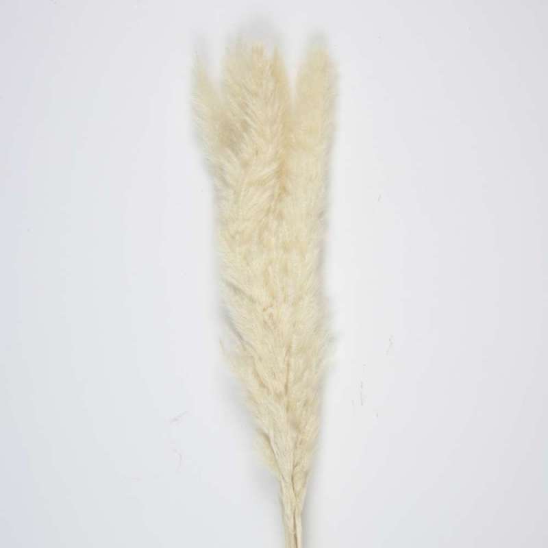 SET OF 5 NATURAL WHITE DOUDOU PAMPAS - feather duster at wholesale prices