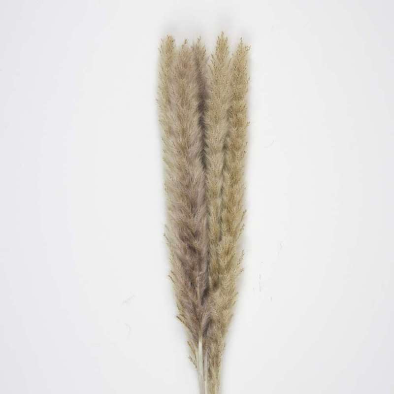 SET OF 5 NATURAL BROWN DOUDOU PAMPAS - feather duster at wholesale prices