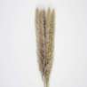 SET DE 5 PAMPAS DOUDOU BRUN NATUREL - plumeau à prix de gros