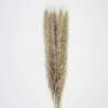 SET OF 5 NATURAL BROWN DOUDOU PAMPAS - feather duster at wholesale prices
