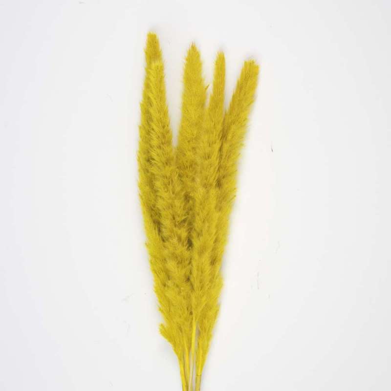 SET OF 5 MUSTARD-YELLOW DOUDOU PAMPAS - feather duster at wholesale prices