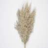 Set di 5 Pampas Naturali 60cm Marrone - piumino a prezzi all'ingrosso Set di 5 Pampas Naturali 60cm Marrone - piumino a prezzi all'ingrosso
