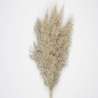 SET OF 5 NATURAL BROWN PAMPAS - feather duster at wholesale prices